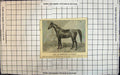 Antique Old Print Hail By Jamrood Ex Hagar Stallions For Sale Mares Horses