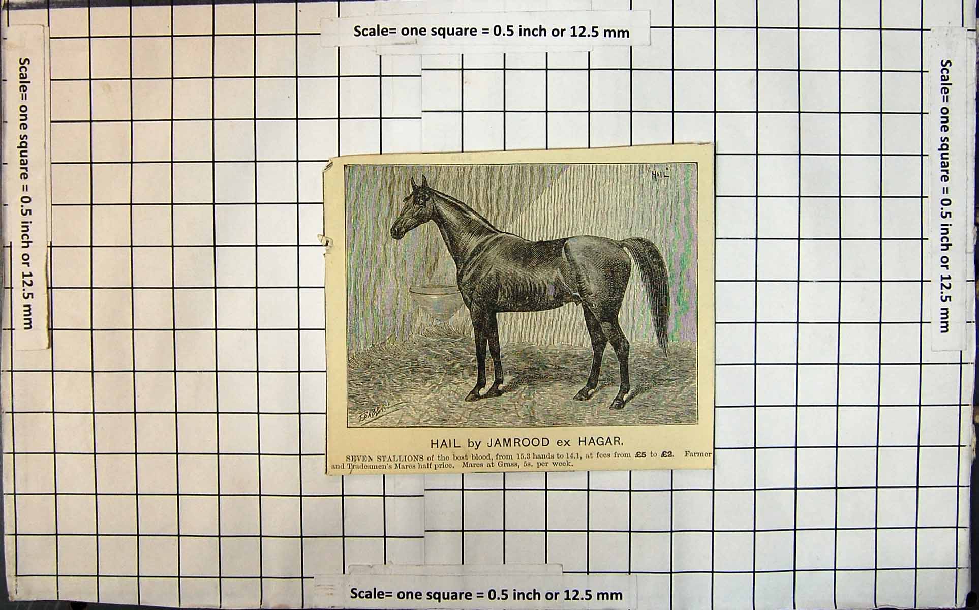 Antique Old Print Hail By Jamrood Ex Hagar Stallions For Sale Mares Horses