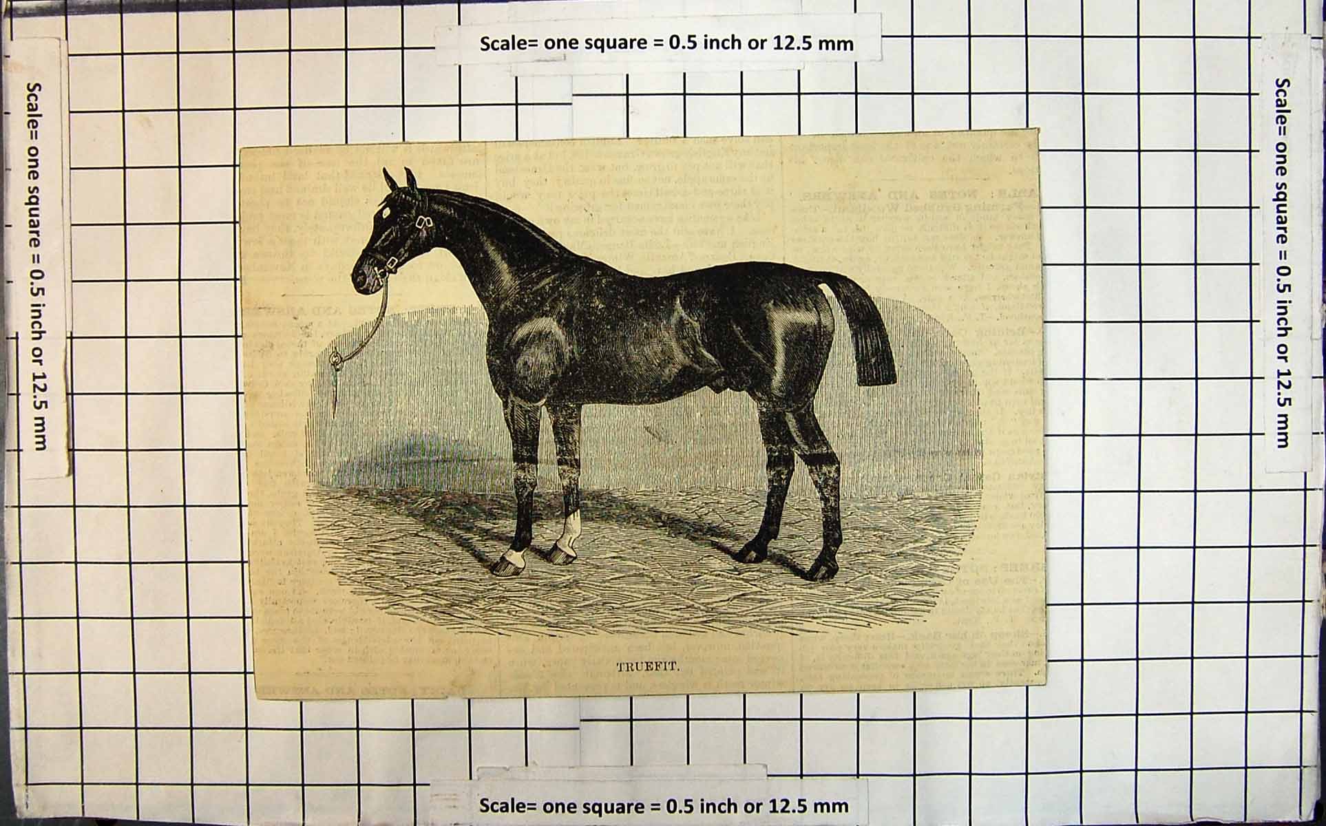 Antique Old Print Thoroughbred Stallion Truefit Study In Stable Setting Horse