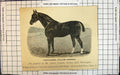 Old Antique Print Thoroughbred Stallion Ruddigore Winner Queen'S Premiums