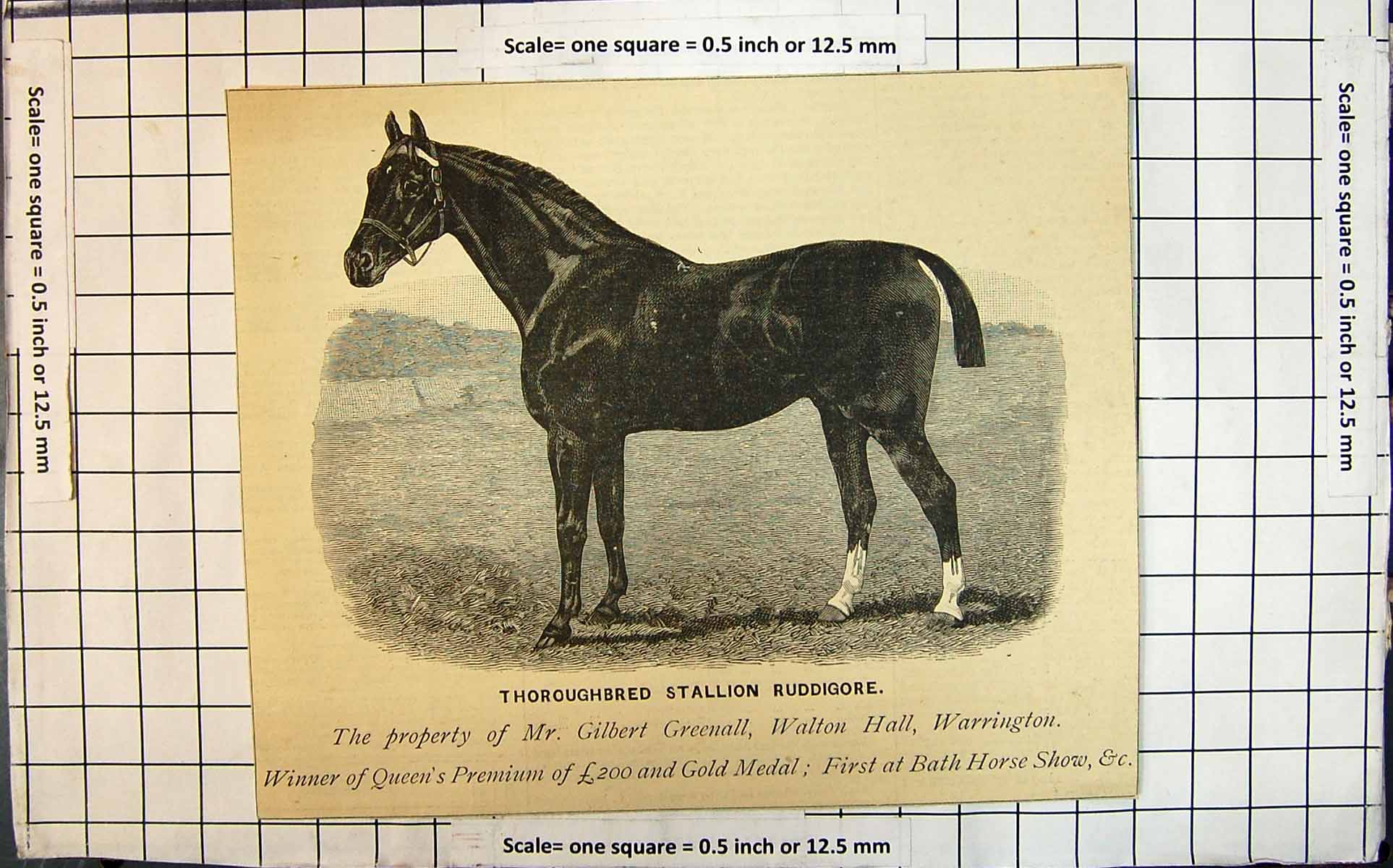 Old Antique Print Thoroughbred Stallion Ruddigore Winner Queen'S Premiums