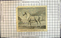 Original Old Antique Print Thoroughbred Stallion Mambrino (Foaled 1768) No Date