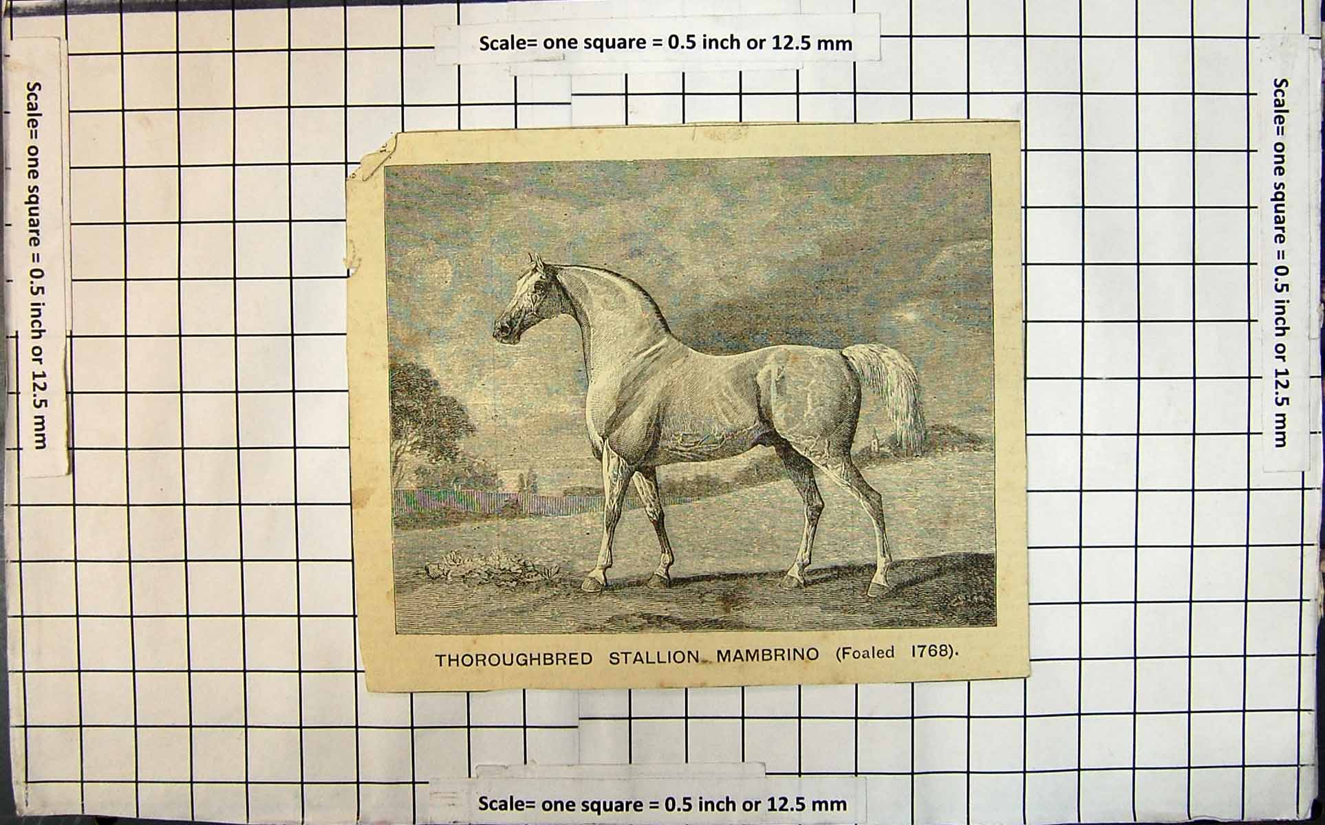 Original Old Antique Print Thoroughbred Stallion Mambrino (Foaled 1768) No Date