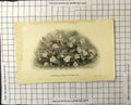 Old Antique Print Centrepiece Roses For The Dinner Table Flowers Foliage