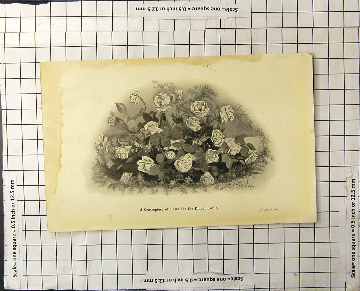 Old Antique Print Centrepiece Roses For The Dinner Table Flowers Foliage
