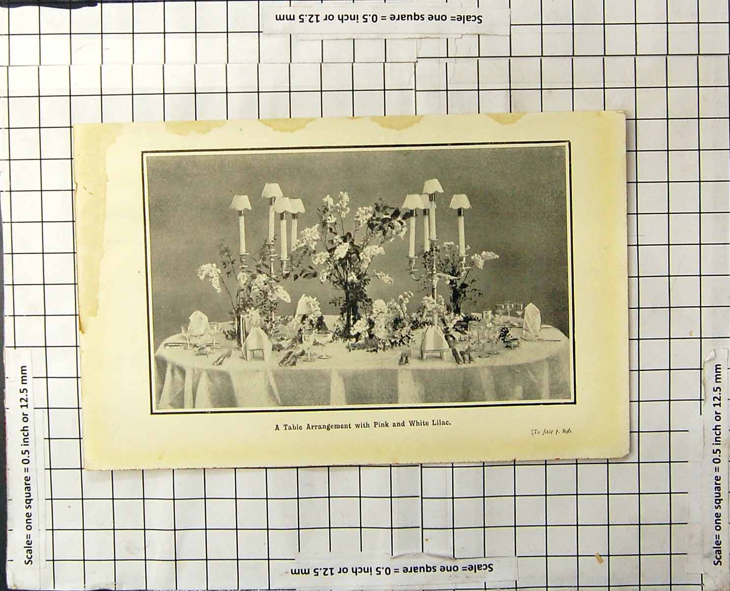 Antique Old Print A Table Arrangement Flowers Pink And White Lilac Lighting