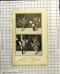 Antique Old Print Flowers Table Decoration Poppies Gladiolus Chrysanthemums