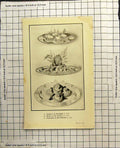 Antique Old Print Croutes Campagne Oeufs St Germain Croustades Beef Marrow