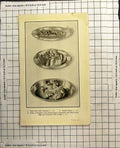 Antique Old Print Baked Sole Tomatoes Lobster Cream Haddock With German Sauce