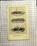 Antique Print Escalopes Cailles Pacha Cotelletes D'Agneau Cambridge Grafton