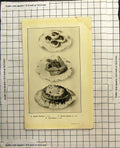Old Print Oyster Tartlets Salmon Cutlets Fish Salad Presented Beautifully