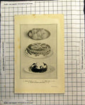 Original Old Antique Print Italian Creams Coffee Cake Border Prunes With Cream