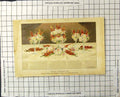 Old Antique Print Table Decoration Scarlet Gladioli Chrysanthemums Asters