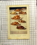 Old Print Roast Pheasant Boiled Chicken Venison Turkey Grouse Goose Hare