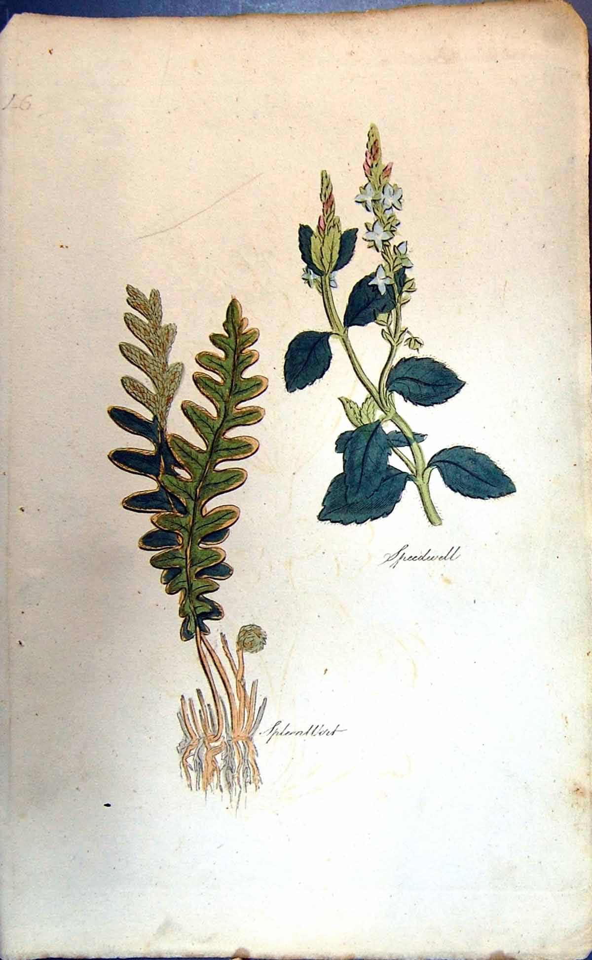 Original Old Antique Print Colour Botany Plants Speedwell Speanwort