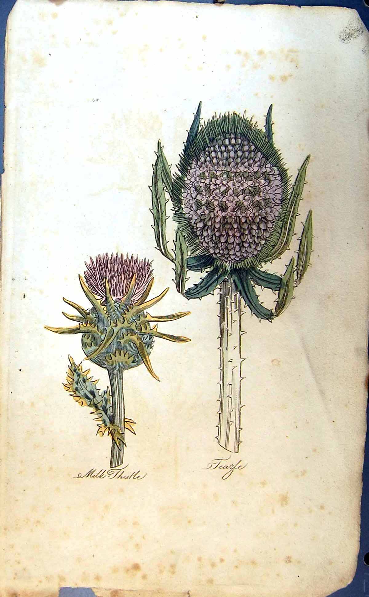 Original Old Antique Print Milk Thistle Teazle Colour Botany Plants