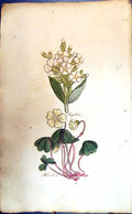 Original Old Antique Print Soapwort New Sorrel Colour Botany Plants