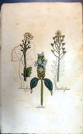 Original Old Antique Print Self Heal Grass Shephenos Colour Botany Plants