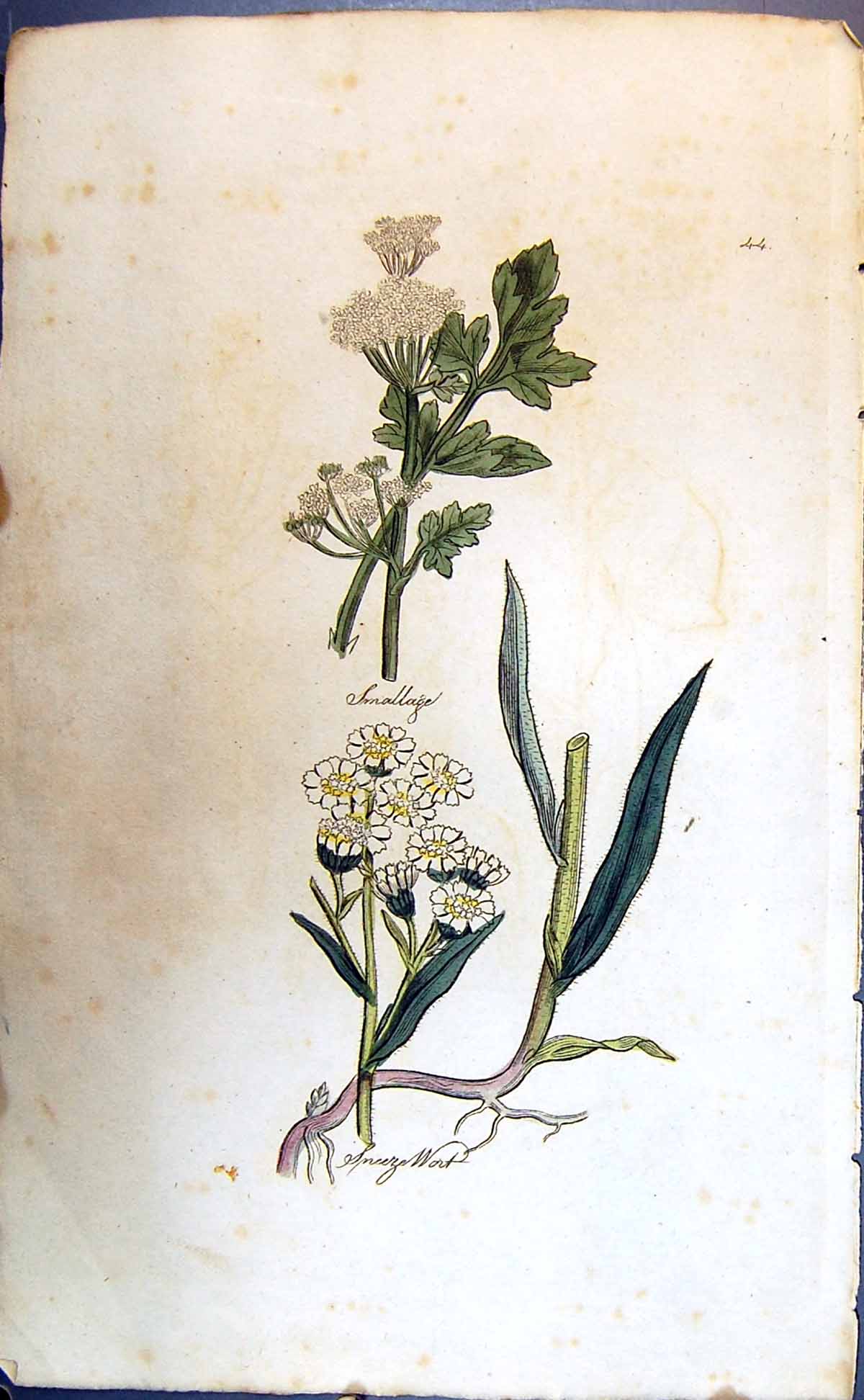 Original Old Antique Print Sneeze Wort Colour Botany Plants