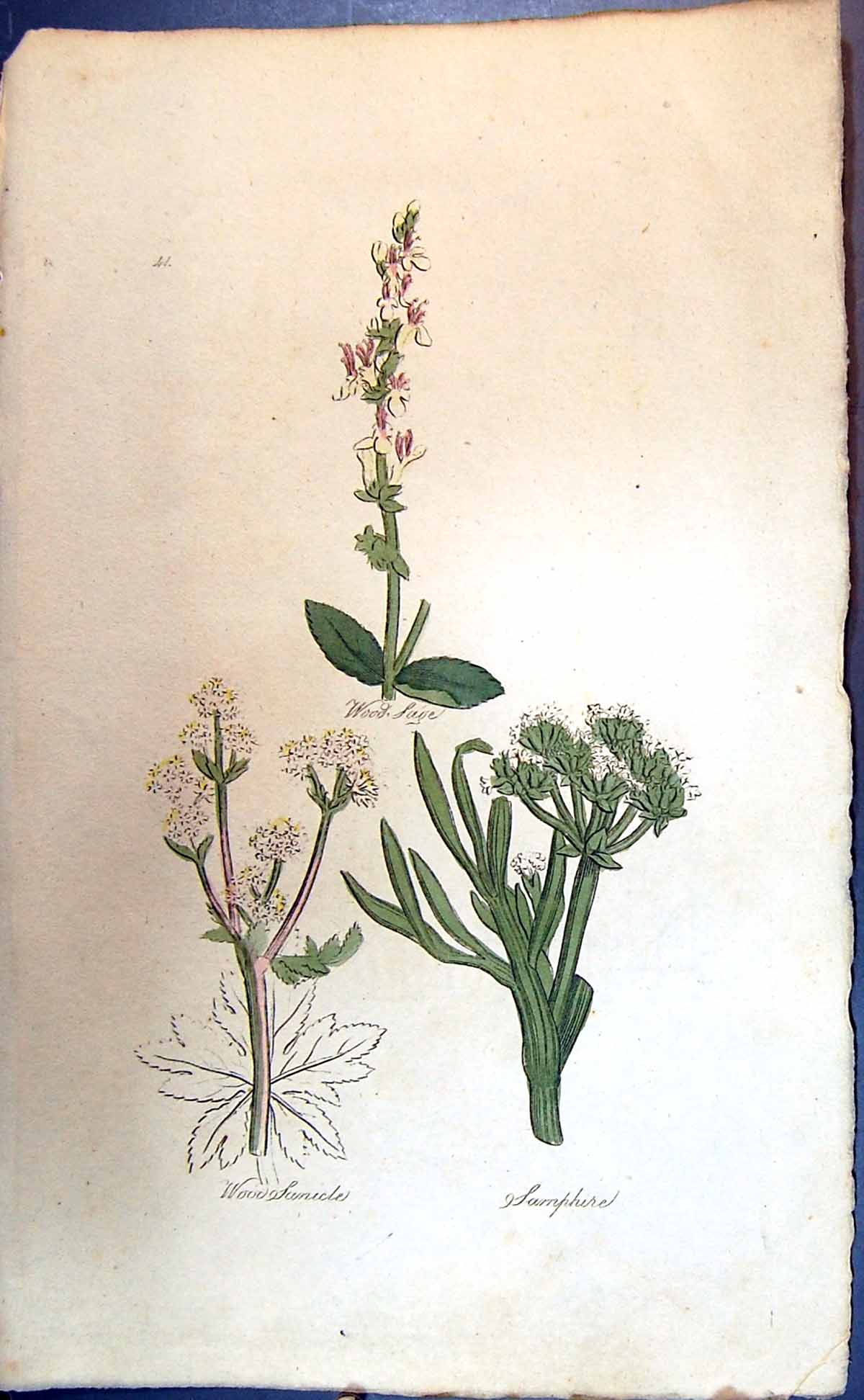 Original Old Antique Print Sarnphire Wood Sanicles Colour Botany Plants