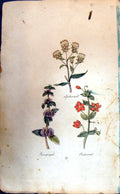 Original Old Antique Print Pennyroyal Spikenard Pimpernel Colour Botany Plants