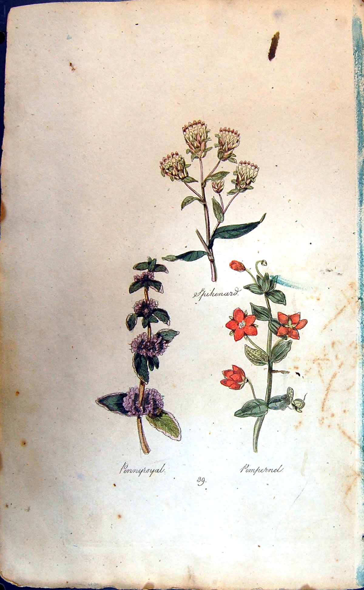 Original Old Antique Print Pennyroyal Spikenard Pimpernel Colour Botany Plants