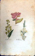 Original Old Antique Print Mustard Orpine Mulien Colour Botany Plants