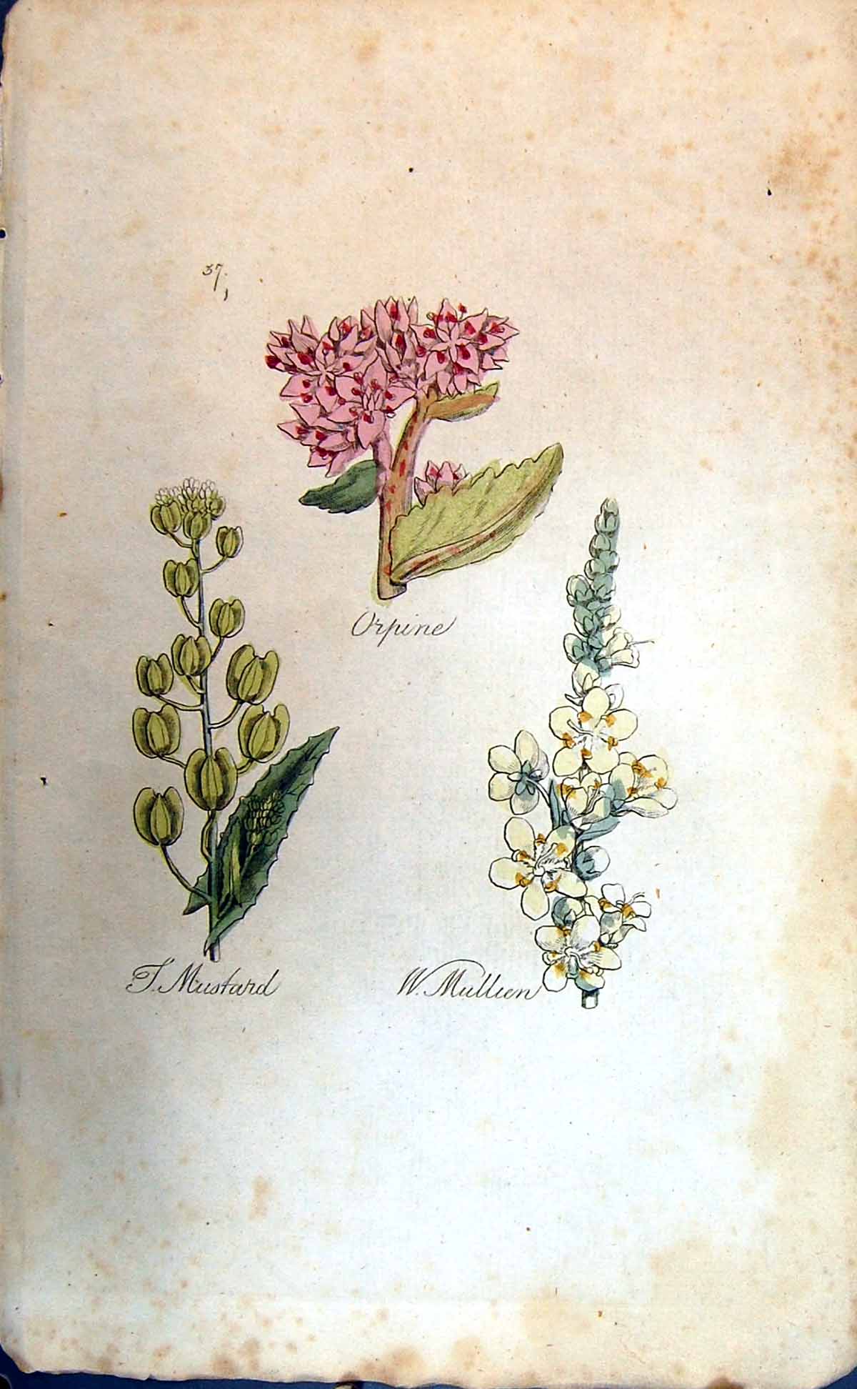 Original Old Antique Print Mustard Orpine Mulien Colour Botany Plants