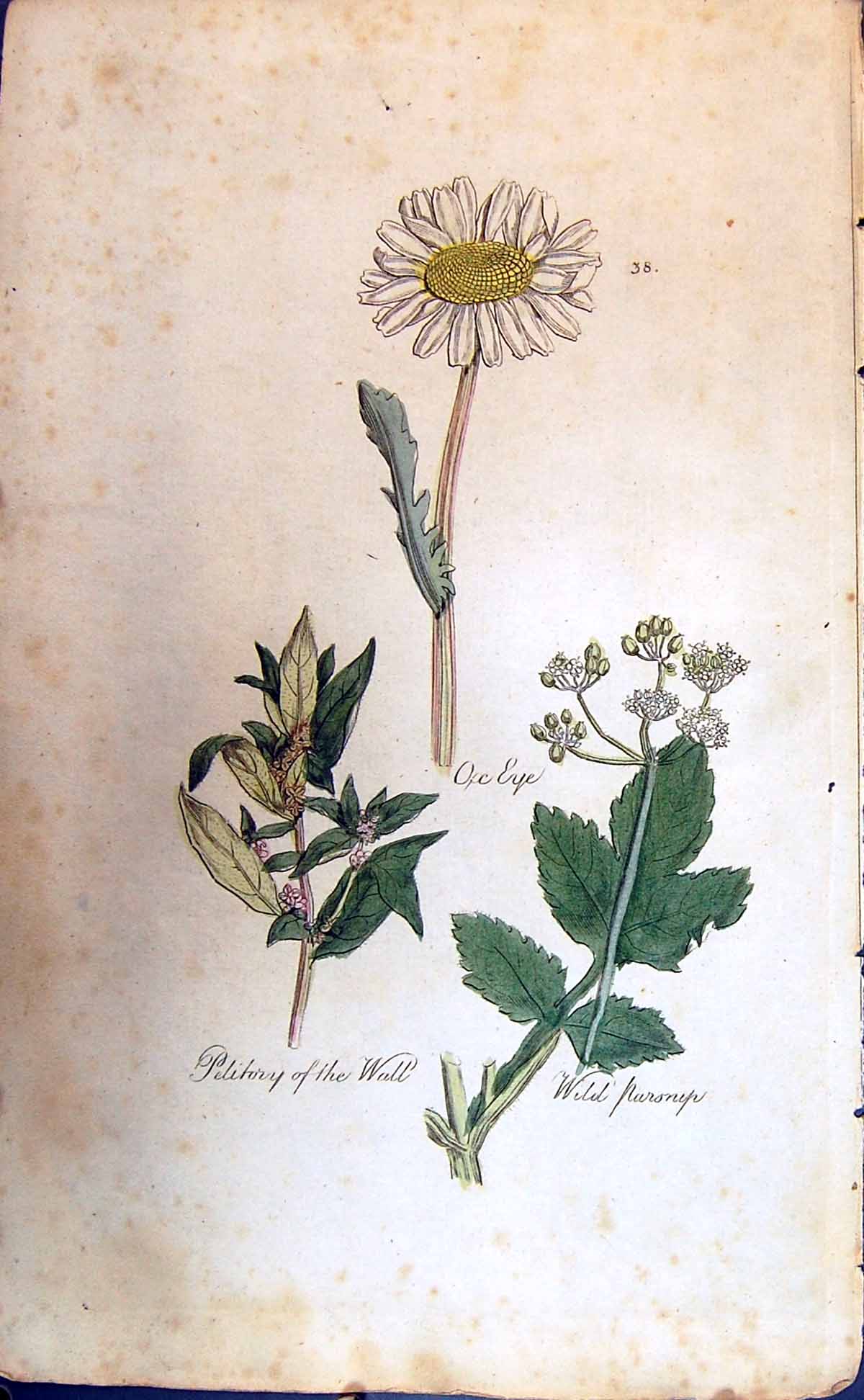 Old Antique Print Wild Parsnip Ox Eye Pelitory Wall Colour Botany Plants