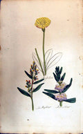 Original Old Antique Print Mugwort Mother Wort Mouse Ear Colour Botany Plants