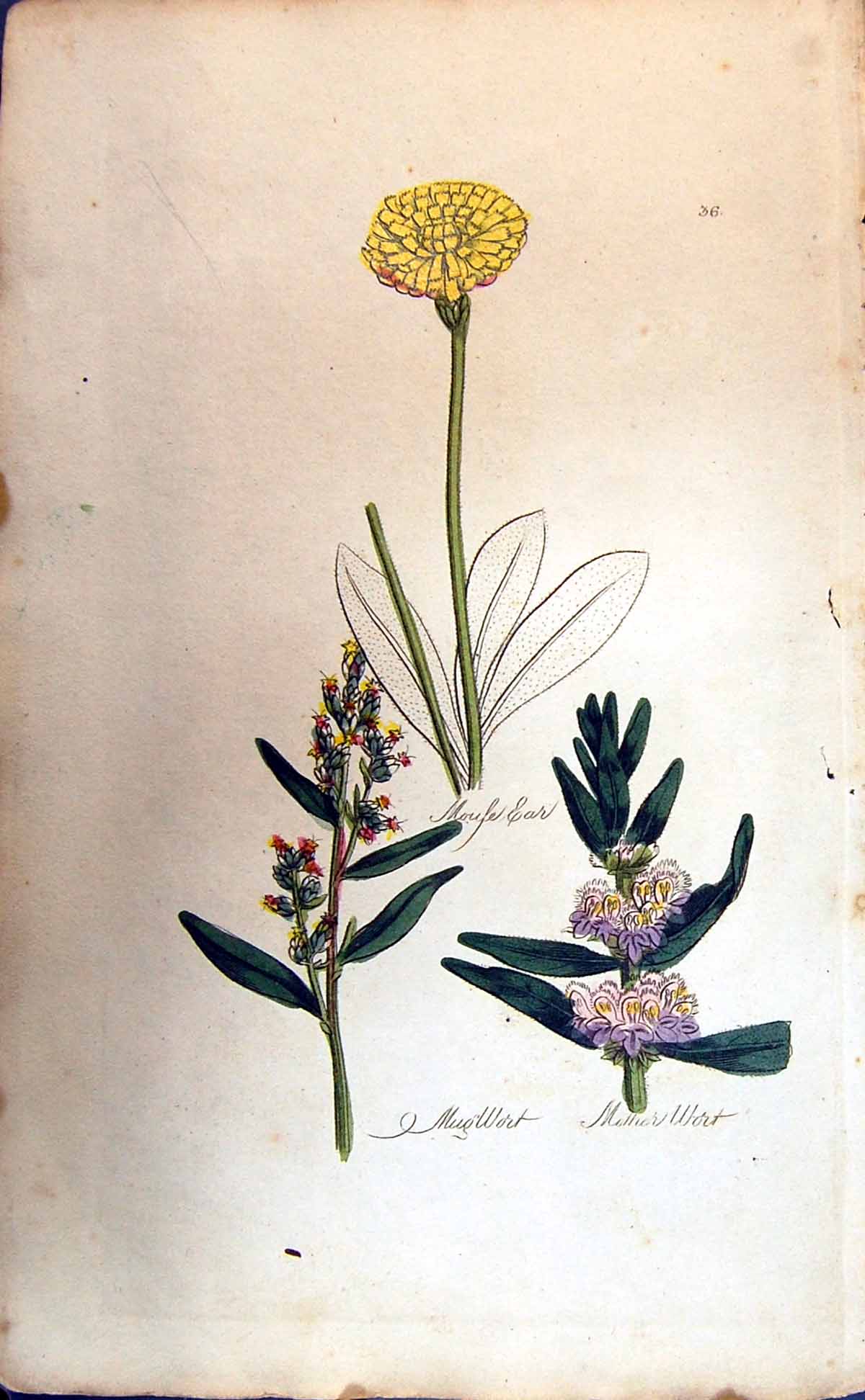 Original Old Antique Print Mugwort Mother Wort Mouse Ear Colour Botany Plants