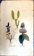 Original Old Antique Print Milk Wort Water Mint Missletoe Colour Botany Plants
