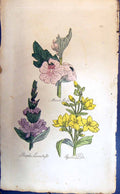 Original Old Antique Print Marsh Mallow Yellow Purple Colour Botany Plants