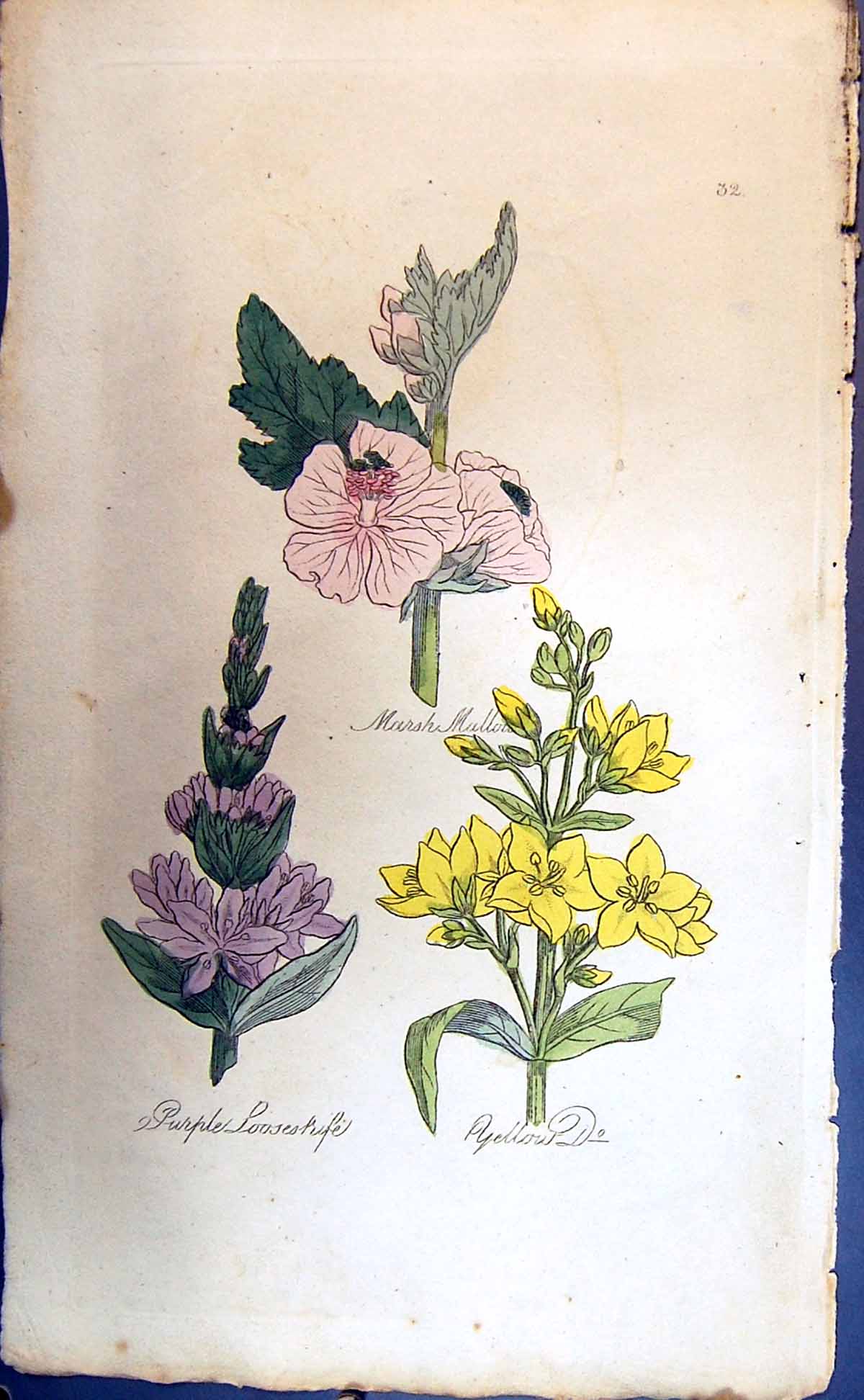 Original Old Antique Print Marsh Mallow Yellow Purple Colour Botany Plants