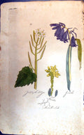 Original Old Antique Print Jacinth Jack Hedge Colour Botany Plants