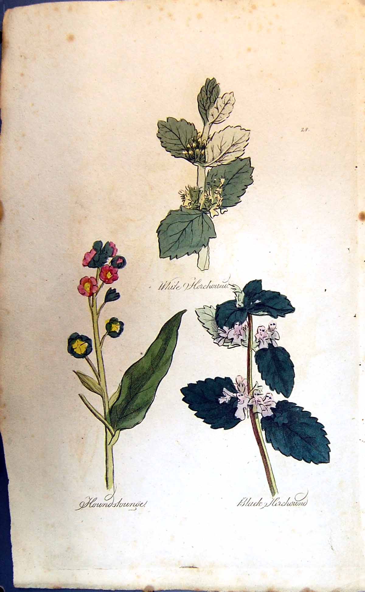 Antique Old Print Hound Stounoel White Black Horehound Colour Botany Plants