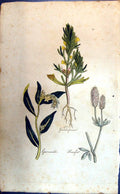 Original Old Antique Print Haresfoot Gromwell Colour Botany Plants