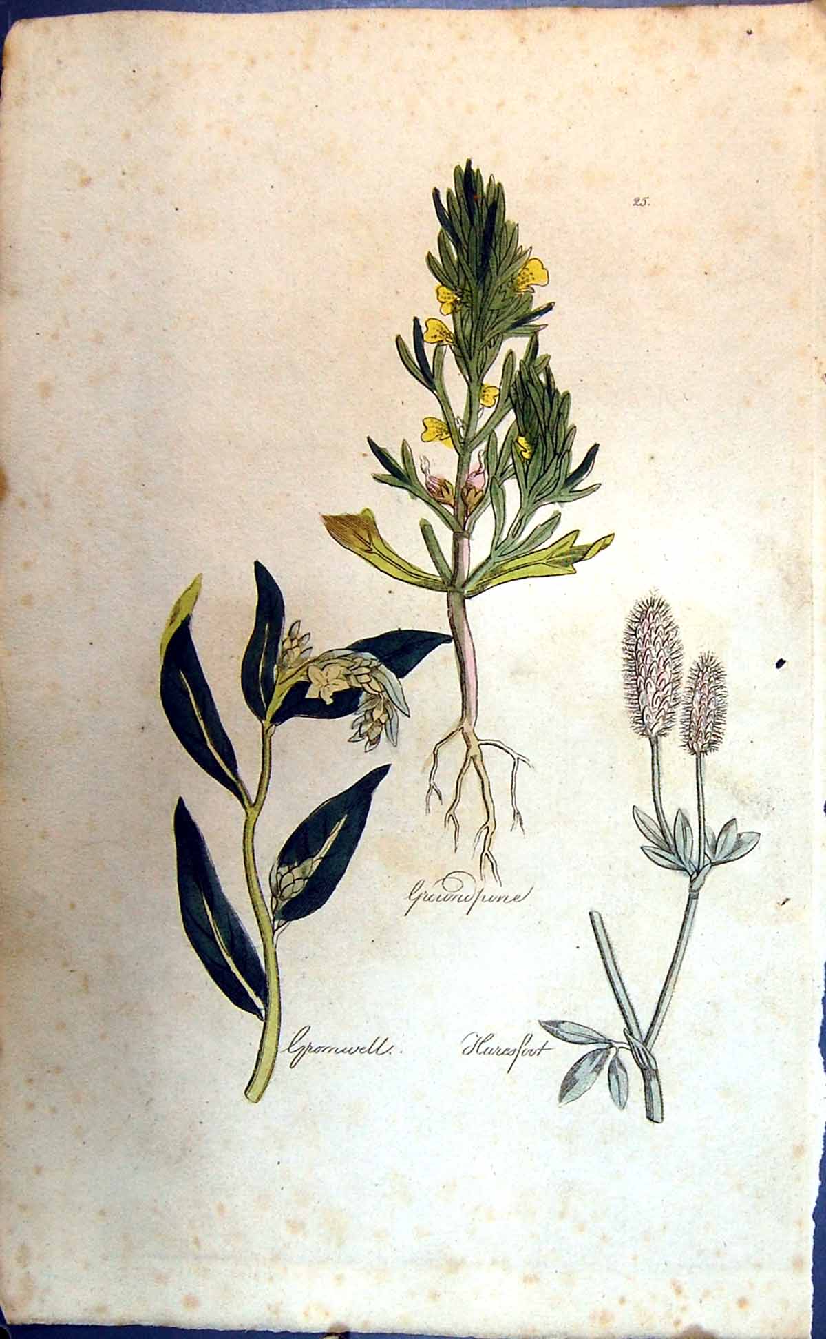 Original Old Antique Print Haresfoot Gromwell Colour Botany Plants