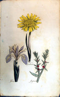 Original Old Antique Print Gladwyn Glasswort Goatsbeard Colour Botany Plants