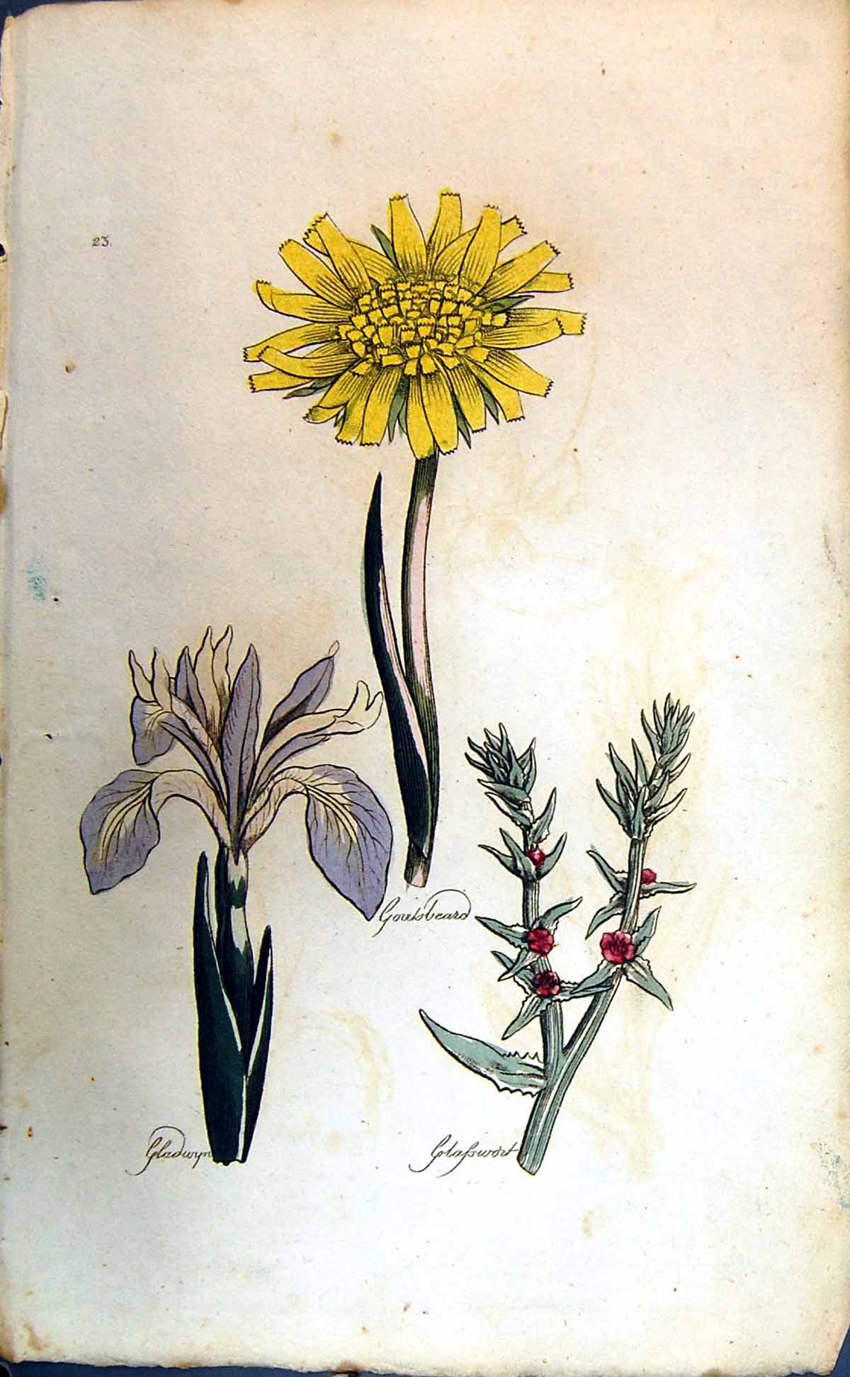 Original Old Antique Print Gladwyn Glasswort Goatsbeard Colour Botany Plants