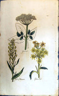 Original Old Antique Print Colour Botany Plants Goatswort GPleasure Gen