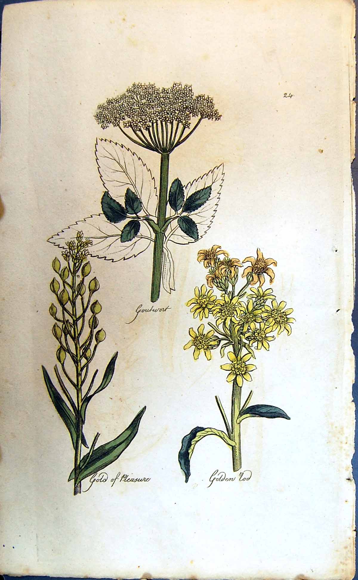 Original Old Antique Print Colour Botany Plants Goatswort GPleasure Gen