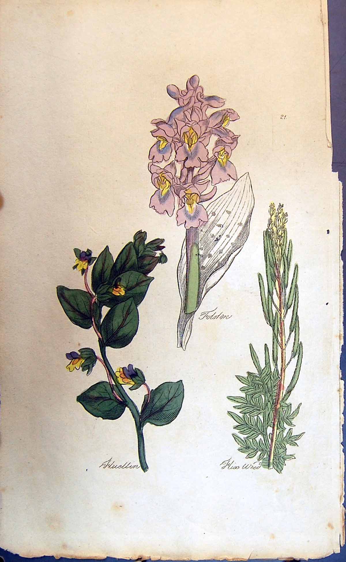 Original Old Antique Print Weed Flowers Colour Botany Plants