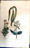 Original Old Antique Print Colour Botany Plants Fig Wort Sweet Flag Fever