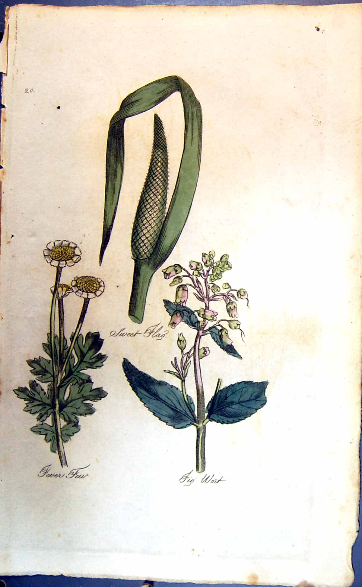 Original Old Antique Print Colour Botany Plants Fig Wort Sweet Flag Fever