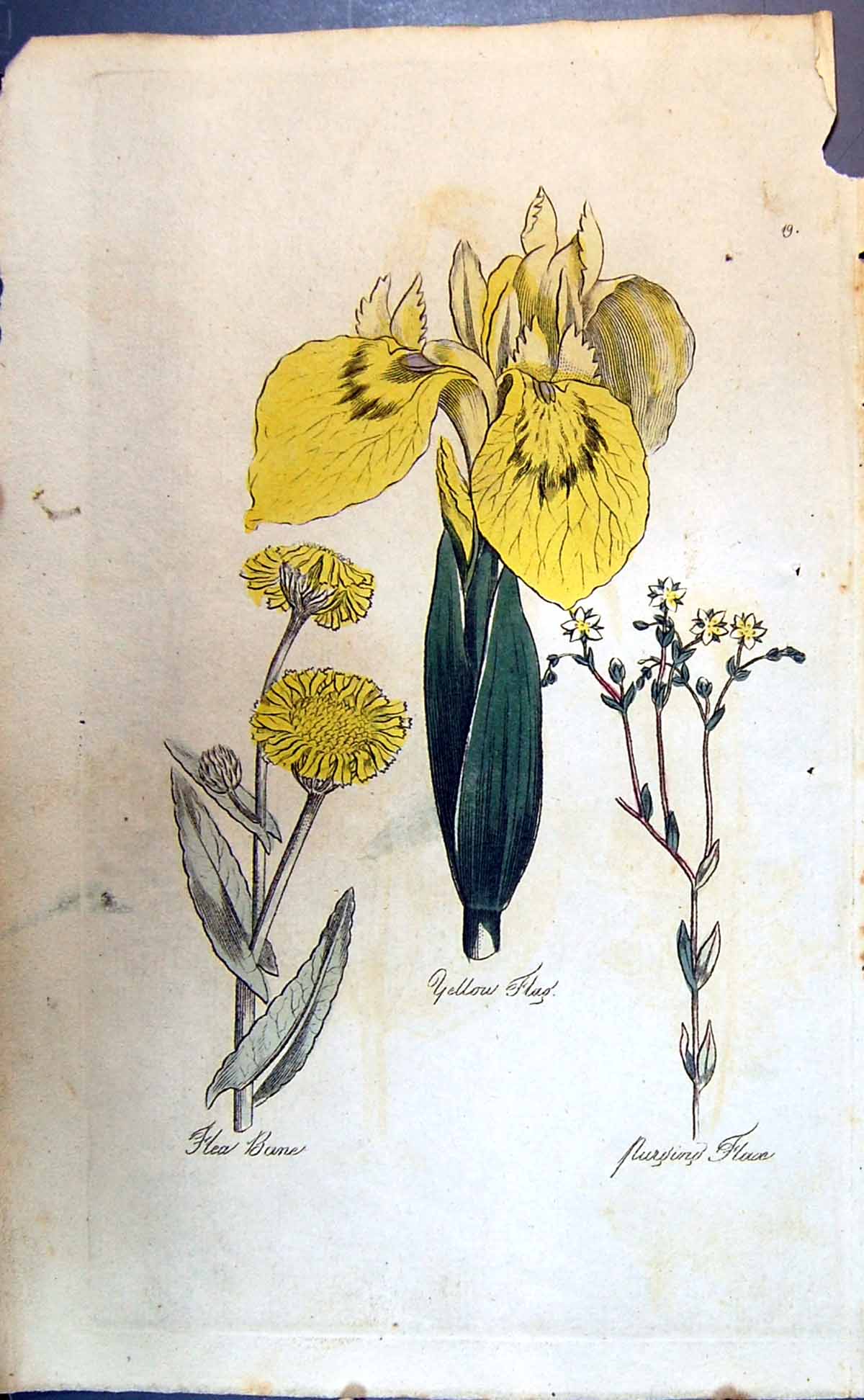 Original Old Antique Print Yellow Flag Flea Bane Flax Colour Botany Plants