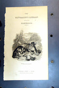 Original Old Antique Print St. Bernard Dogs Rescue Man Mountains