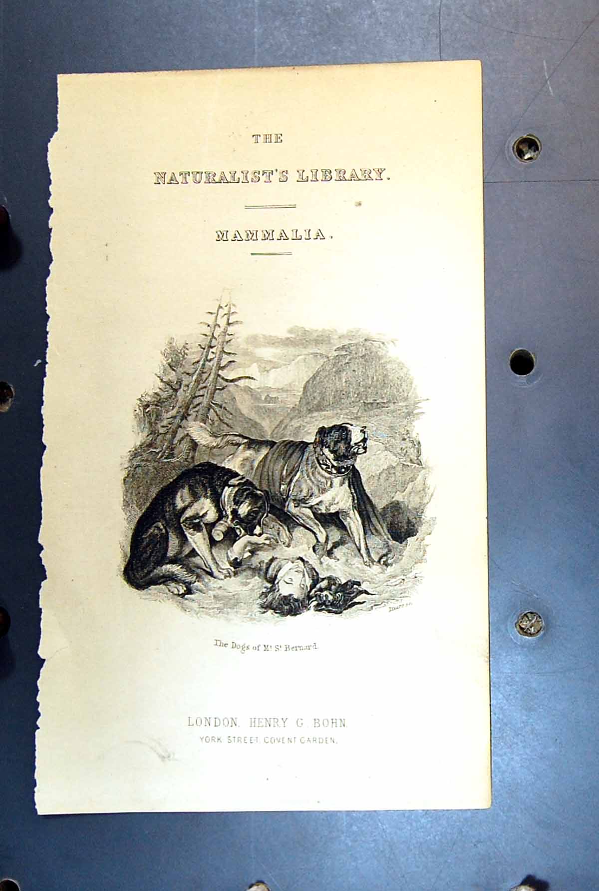 Original Old Antique Print St. Bernard Dogs Rescue Man Mountains