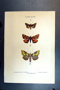 Original Old Antique Print Butterflies Yellow Underwing Orange Burnished Brass