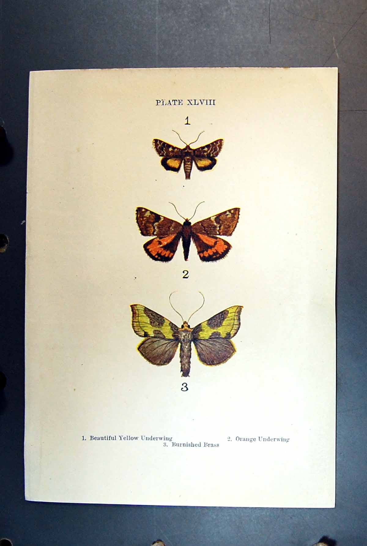 Original Old Antique Print Butterflies Yellow Underwing Orange Burnished Brass